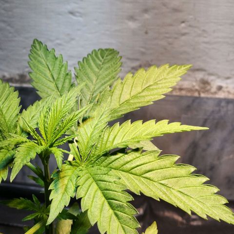 Goji OG growlog timeline photo