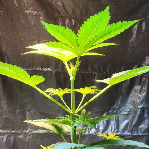 Goji OG growlog timeline photo