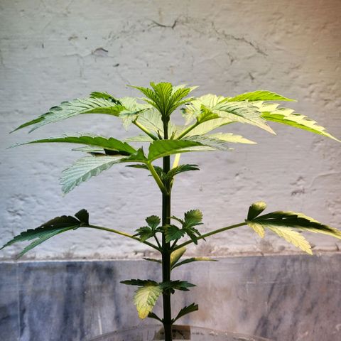 Goji OG growlog timeline photo