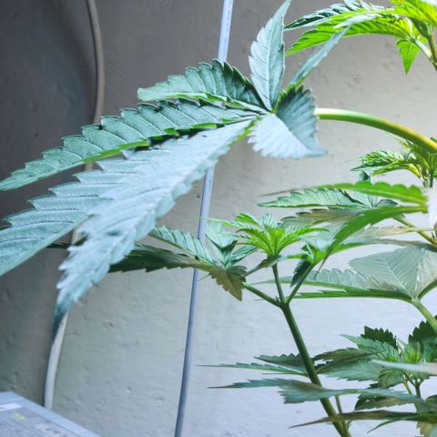 Goji OG growlog timeline photo