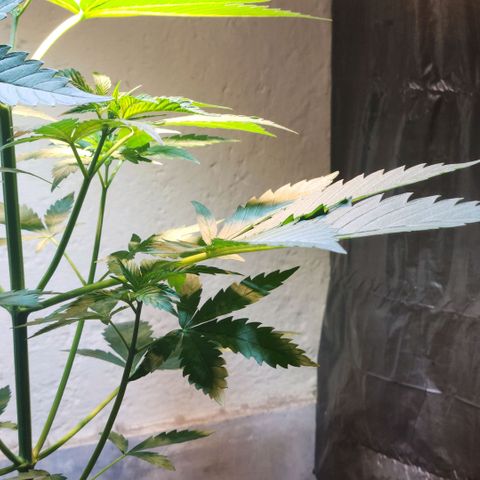 Goji OG growlog timeline photo