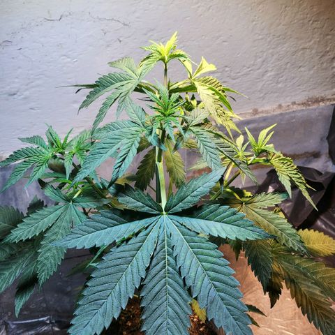 Goji OG growlog timeline photo
