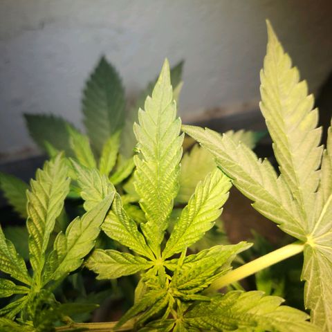 Goji OG growlog timeline photo