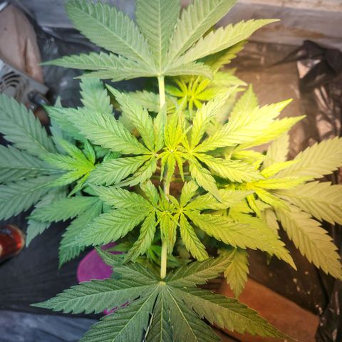 Goji OG growlog timeline photo