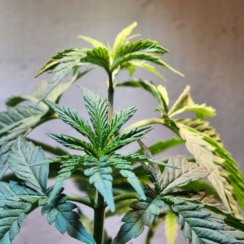 Goji OG growlog timeline photo