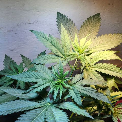 Goji OG growlog photo: Tied down some branches to make space for the leaves to grow. The canopy was getting dense and crowded. 