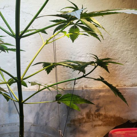 Goji OG growlog photo: Tied down some branches to make space for the leaves to grow. The canopy was getting dense and crowded. 