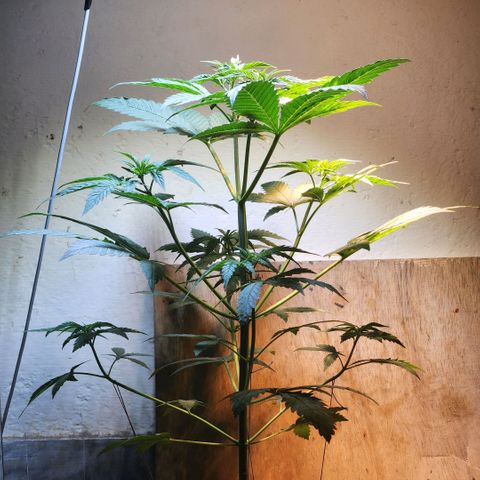 Goji OG growlog timeline photo