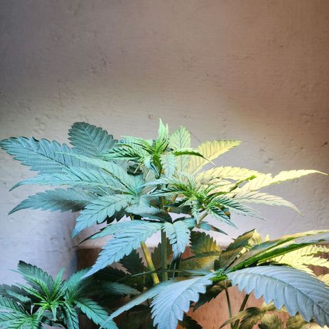 Goji OG growlog timeline photo