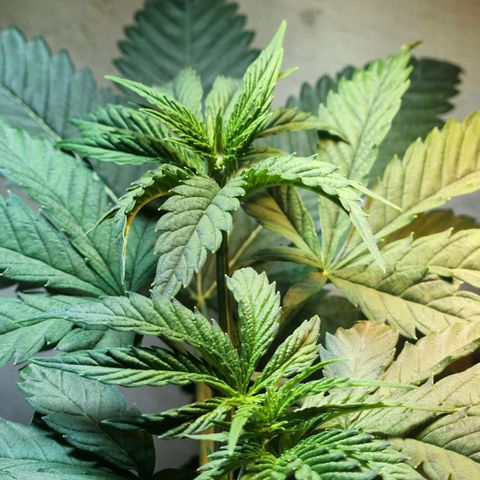 Goji OG growlog timeline photo