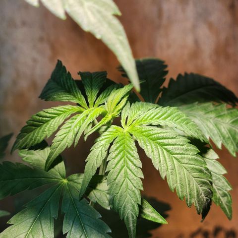 Goji OG growlog timeline photo