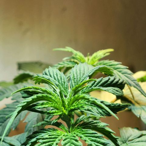 Goji OG growlog timeline photo