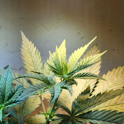 Goji OG growlog photo: The plant is healthy and definitely getting too big for this pot. I went home this day. 
