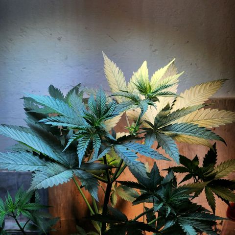 Goji OG growlog photo: The plant is healthy and definitely getting too big for this pot. I went home this day. 