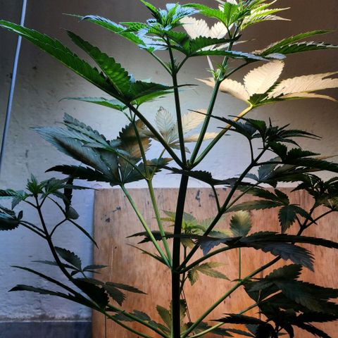 Goji OG growlog photo: The plant is healthy and definitely getting too big for this pot. I went home this day. 