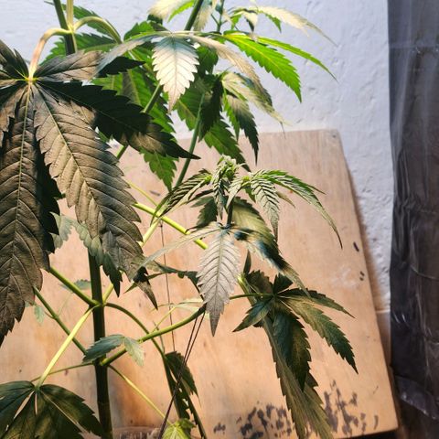 Goji OG growlog photo: Unable to change the light cycle and no water for more than 3 days, the plant was barely hanging on. I watered it and adjusted the light levels to help it get back to being upright and healthy. 