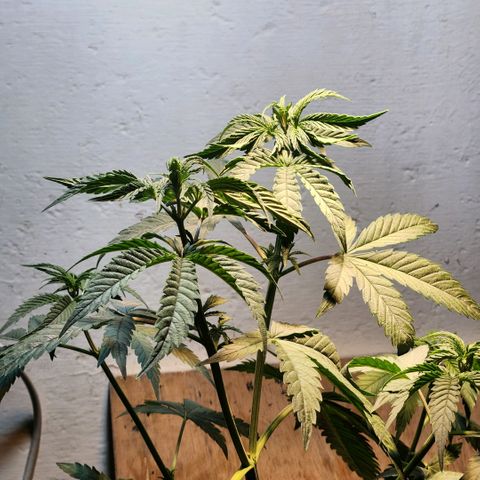 Goji OG growlog photo: Unable to change the light cycle and no water for more than 3 days, the plant was barely hanging on. I watered it and adjusted the light levels to help it get back to being upright and healthy. 