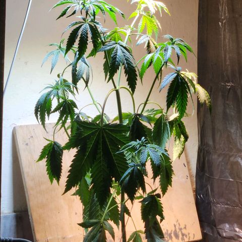 Goji OG growlog photo: Unable to change the light cycle and no water for more than 3 days, the plant was barely hanging on. I watered it and adjusted the light levels to help it get back to being upright and healthy. 