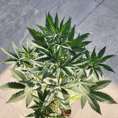 Goji OG growlog photo: I put it out in the morning sun, some natural light wouldn't hurt, right? Well, some leaves started curling and changing color. Probably because by noon, the sun was too strong for this delicate indoor grown plant. I brought it back in. 