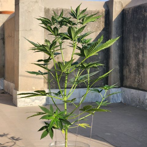 Goji OG growlog photo: I put it out in the morning sun, some natural light wouldn't hurt, right? Well, some leaves started curling and changing color. Probably because by noon, the sun was too strong for this delicate indoor grown plant. I brought it back in. 