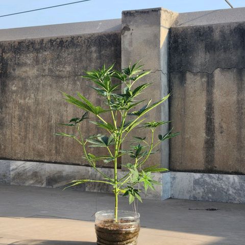 Goji OG growlog photo: I put it out in the morning sun, some natural light wouldn't hurt, right? Well, some leaves started curling and changing color. Probably because by noon, the sun was too strong for this delicate indoor grown plant. I brought it back in. 