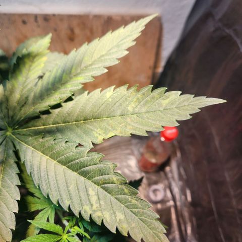 Goji OG growlog photo: I put it out in the morning sun, some natural light wouldn't hurt, right? Well, some leaves started curling and changing color. Probably because by noon, the sun was too strong for this delicate indoor grown plant. I brought it back in. 