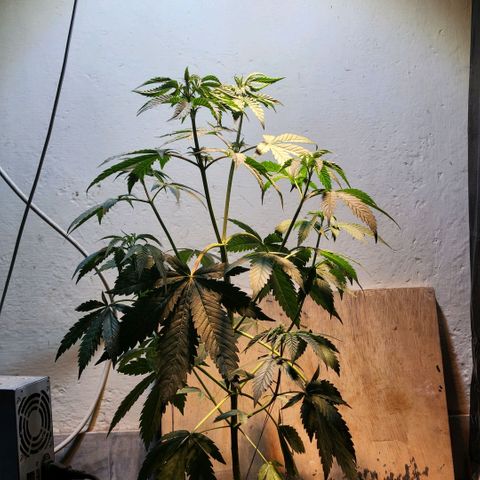 Goji OG growlog photo: Unable to change the light cycle and no water for more than 3 days, the plant was barely hanging on. I watered it and adjusted the light levels to help it get back to being upright and healthy. 