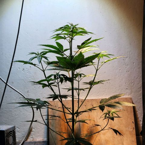 Goji OG growlog photo: Last day in it's first pod. Time to move. 
