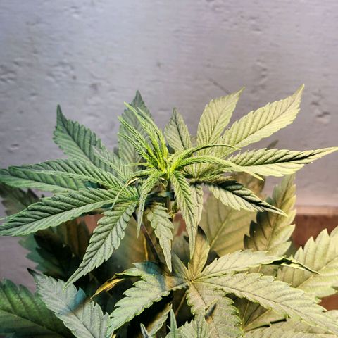 Goji OG growlog photo: Last day in it's first pod. Time to move. 