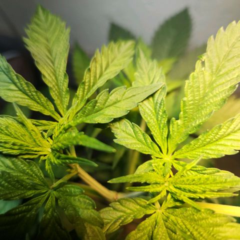 Goji OG growlog timeline photo