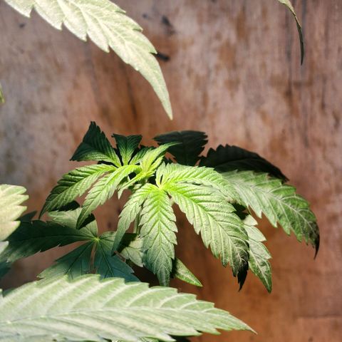 Goji OG growlog timeline photo