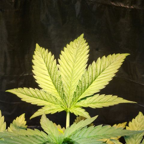 Goji OG growlog timeline photo