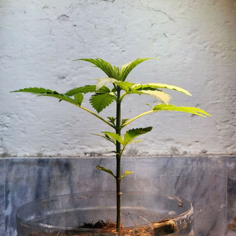 Goji OG growlog timeline photo