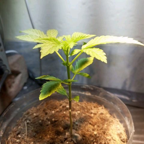Goji OG growlog timeline photo