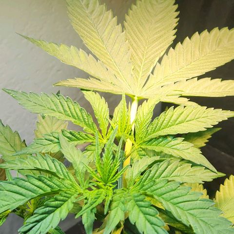 Goji OG growlog timeline photo