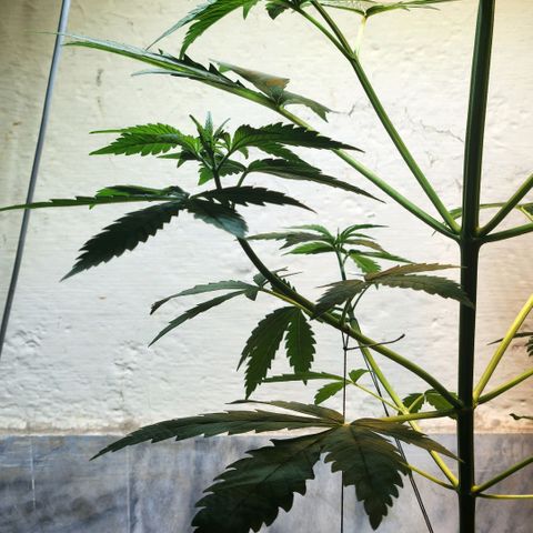 Goji OG growlog photo: Tied down some branches to make space for the leaves to grow. The canopy was getting dense and crowded. 