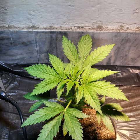Goji OG growlog timeline photo
