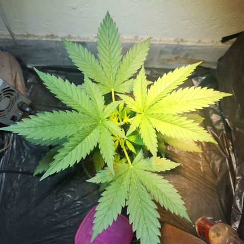 Goji OG growlog timeline photo