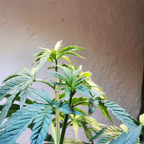 Goji OG growlog timeline photo