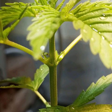 Goji OG growlog timeline photo