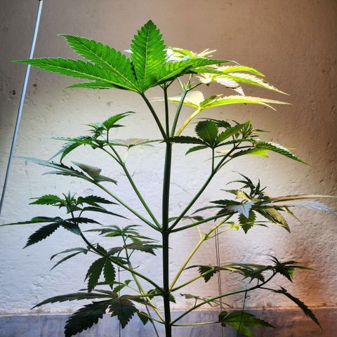 Goji OG growlog photo: Tied down some branches to make space for the leaves to grow. The canopy was getting dense and crowded. 