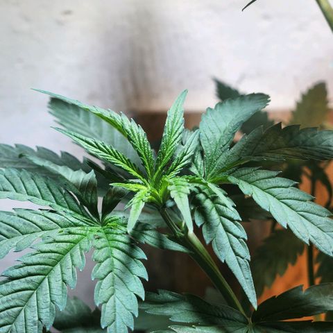 Goji OG growlog timeline photo
