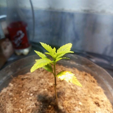 Goji OG growlog photo: Big progress. Those baby leaves have grown bigger and 6 new leaves emerged. 