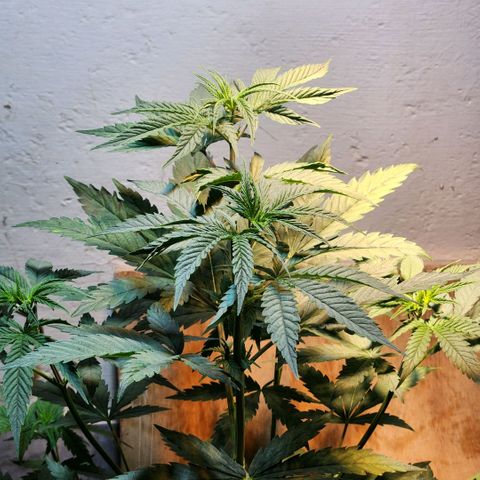 Goji OG growlog photo: Last day in it's first pod. Time to move. 
