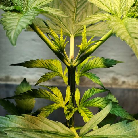 Goji OG growlog timeline photo