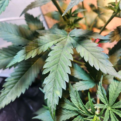 Goji OG growlog photo: I put it out in the morning sun, some natural light wouldn't hurt, right? Well, some leaves started curling and changing color. Probably because by noon, the sun was too strong for this delicate indoor grown plant. I brought it back in. 
