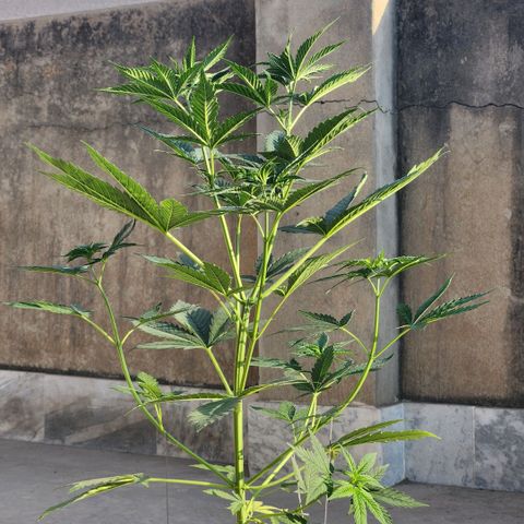 Goji OG growlog photo: I put it out in the morning sun, some natural light wouldn't hurt, right? Well, some leaves started curling and changing color. Probably because by noon, the sun was too strong for this delicate indoor grown plant. I brought it back in. 