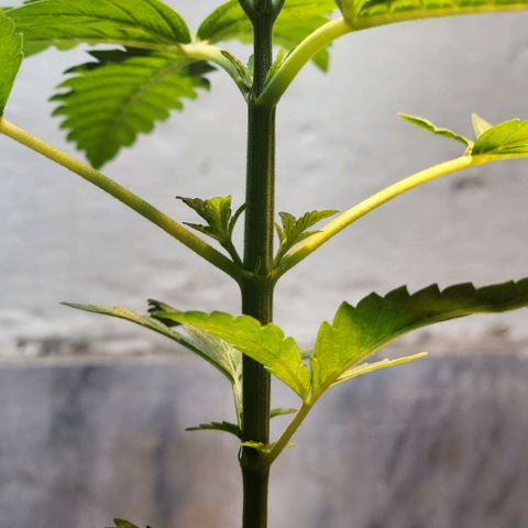 Goji OG growlog timeline photo