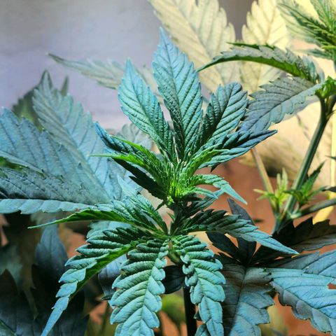 Goji OG growlog photo: The plant is healthy and definitely getting too big for this pot. I went home this day. 