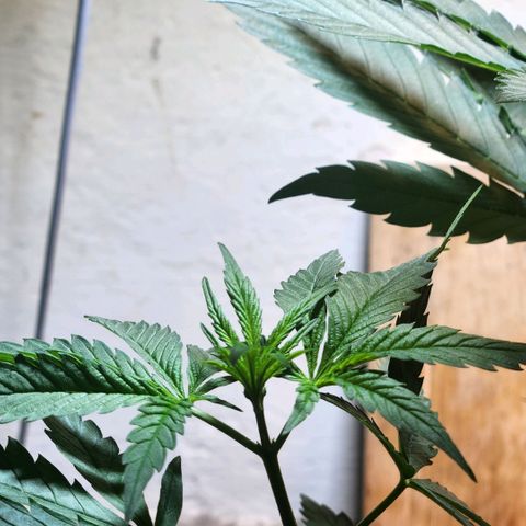 Goji OG growlog photo: The plant is healthy and definitely getting too big for this pot. I went home this day. 